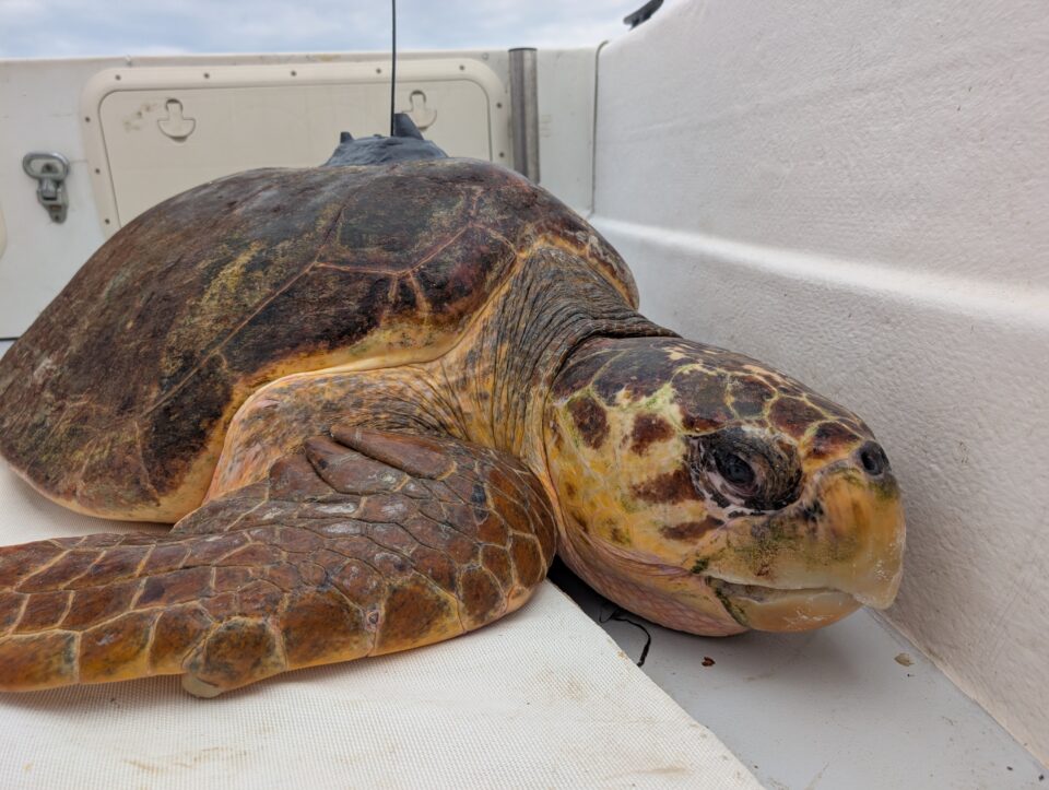 A loggerhead sea turtle