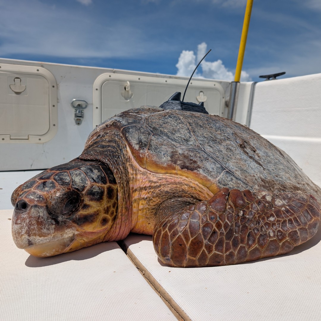 A loggerhead sea turtle