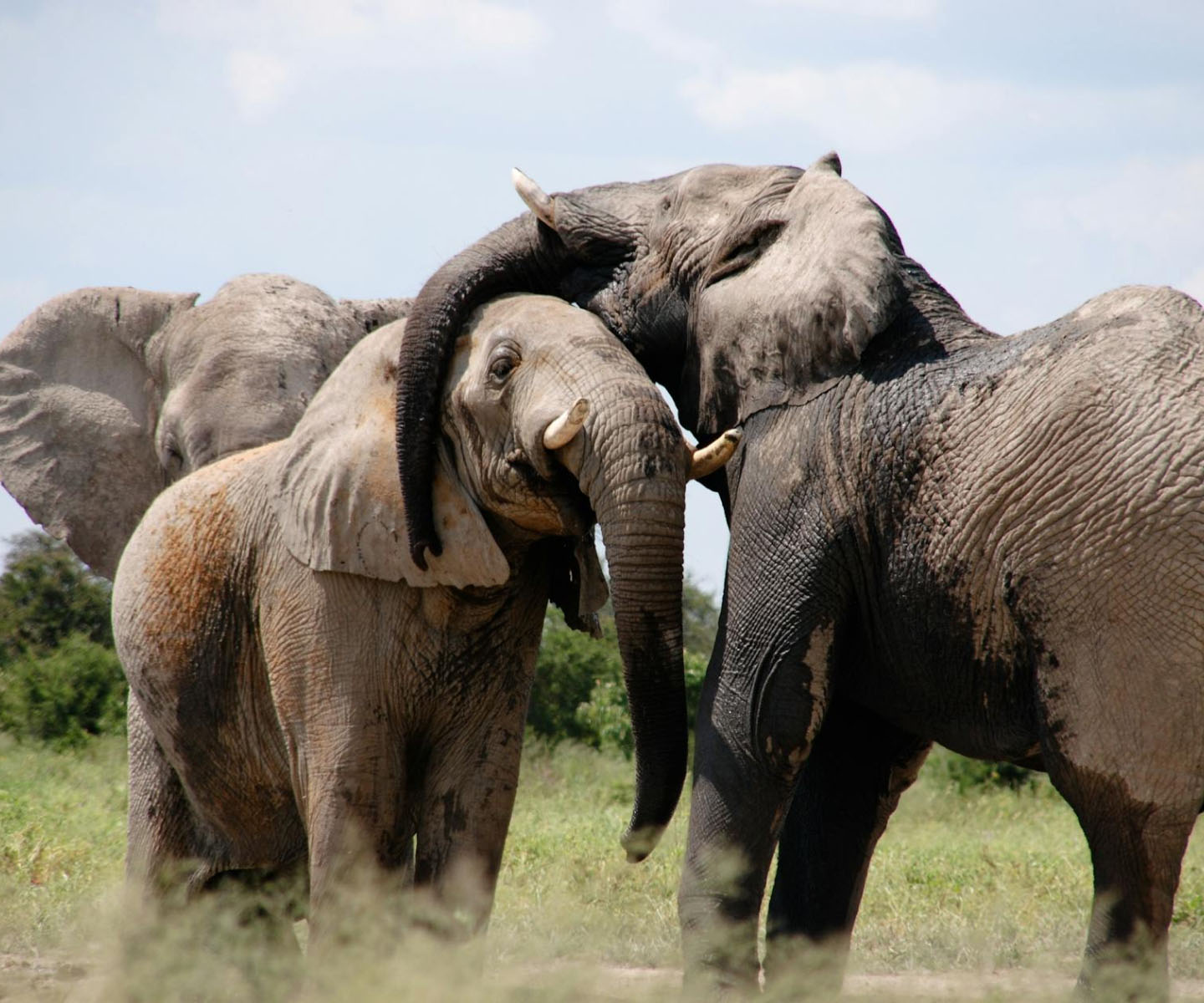 Elephants in the wild