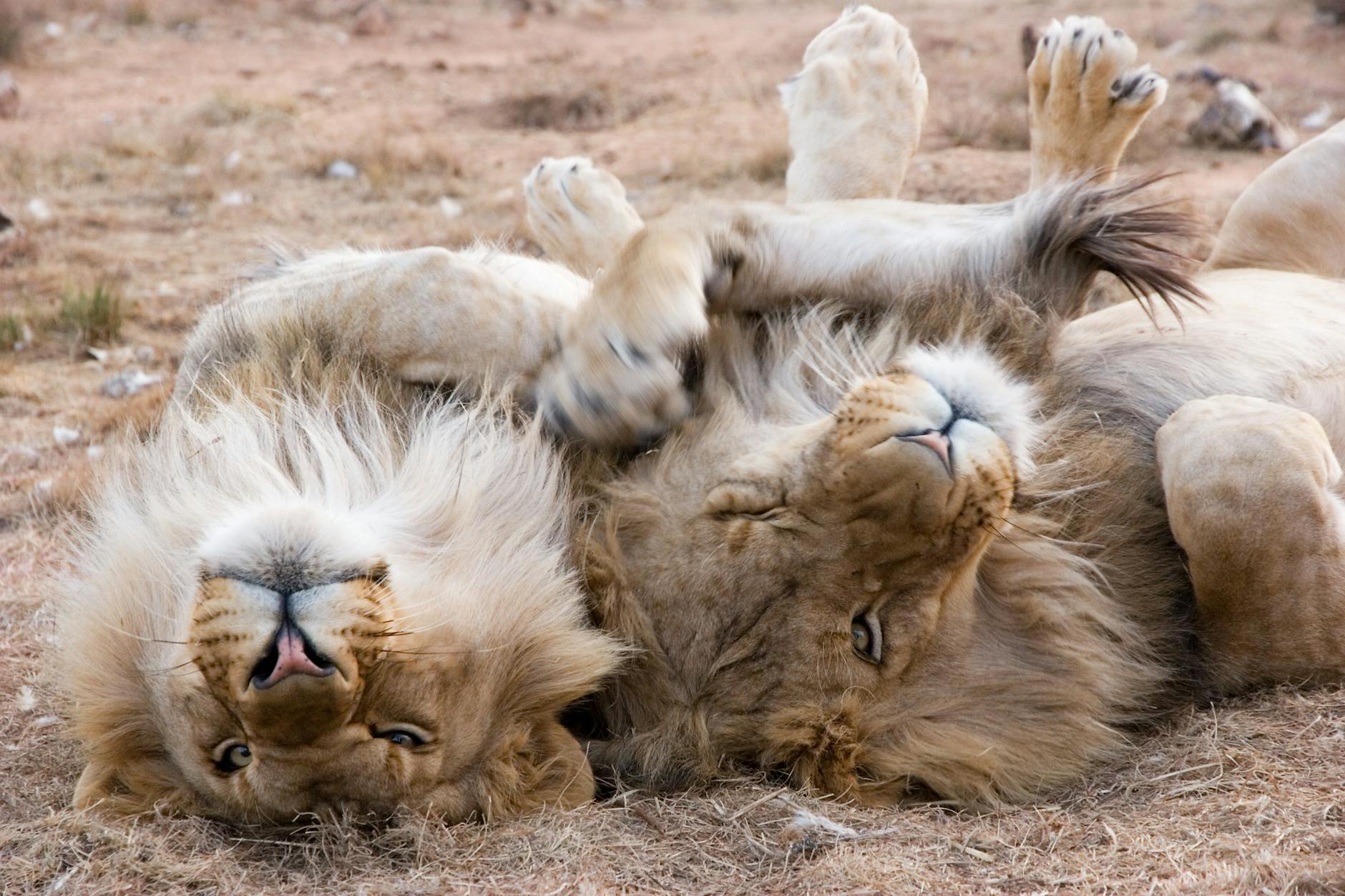 Two lions relaxing together